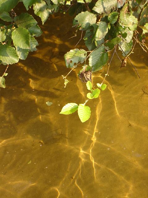 DSC04295.JPG - Crystal clear water